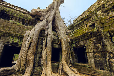 Baumwurzeln auf einer Galerie im Khmer-Tempel Ta Prohm aus dem 12. Jahrhundert, einem Drehort von Tomb Raider, Angkor, UNESCO-Weltkulturerbe, Siem Reap, Kambodscha, Indochina, Südostasien, Asien - RHPLF11854