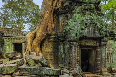 Baumwurzel am Gopura-Eingang des Tempels Ta Prohm aus dem 12. Jahrhundert, einem Drehort von Tomb Raider, Angkor, UNESCO-Weltkulturerbe, Siem Reap, Kambodscha, Indochina, Südostasien, Asien - RHPLF11855