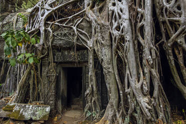 Roots of lithophyte strangler fig at 12th century temple complex Ta Prohm, a Tomb Raider film location, Angkor, UNESCO World Heritage Site, Siem Reap, Cambodia, Indochina, Southeast Asia, Asia - RHPLF11857