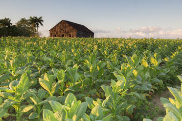 Tabakfarm für kubanische Zigarren in Vinales, Kuba, Westindien, Karibik, Mittelamerika - RHPLF11911