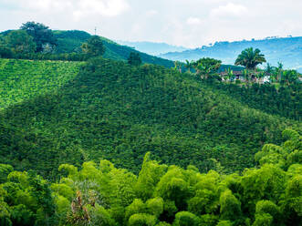 Hillside of coffee plants, Hacienda Guayabal, near Manizales, Coffee Region, Colombia, South America - RHPLF11990