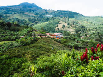 Bauernhof am Hang mit Kaffee- und Bananenpflanzen, Jardin, Antioquia, Kolumbien, Südamerika - RHPLF11991