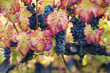 Vineyards of Sagrantino di Montefalco in autumn, Umbria, Italy, Europe - RHPLF12041