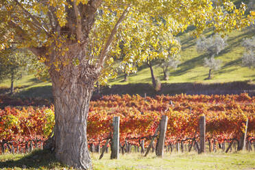 Weinberge des Sagrantino di Montefalco im Herbst, Umbrien, Italien, Europa - RHPLF12045