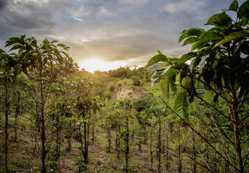 Coffee plantation at sunset, San Agustin, Huila Department, Colombia, South America - RHPLF12204