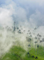 Wachspalmen (Ceroxylon quindiuense), Cocora-Tal, Salento, Departement Quindio, Kolumbien, Südamerika - RHPLF12210