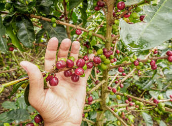 Kaffeekirschen, Kaffeedreieck, Salento, Departement Quindio, Kolumbien, Südamerika - RHPLF12214