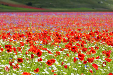 Blühende Blumen auf der Hochebene Piano Grande, Nationalpark Sibillini, Umbrien, Italien, Europa - RHPLF12240