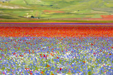 Blühende Blumen auf der Hochebene Piano Grande, Nationalpark Sibillini, Umbrien, Italien, Europa - RHPLF12241