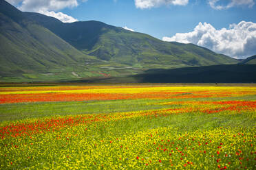 Blühende Blumen auf der Hochebene Piano Grande, Nationalpark Sibillini, Umbrien, Italien, Europa - RHPLF12242