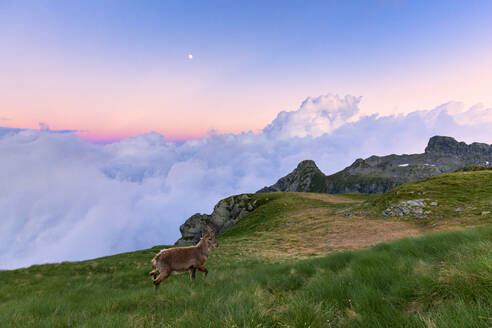 Junger Steinbock geht im Gras mit Wolken im Hintergrund, bei Sonnenuntergang, Valgerola, Orobie Alpen, Valtellina, Lombardei, Italien, Europa - RHPLF12252