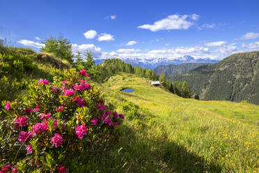 Blühende Rhododendren mit einer Hütte und einem Teich im Hintergrund, Valgerola, Orobie Alpen, Valtellina, Lombardei, Italien, Europa - RHPLF12257