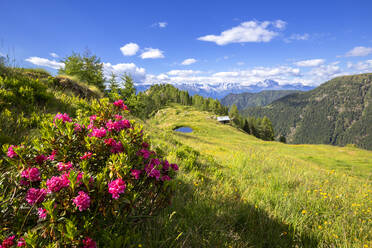 Flowering rhododendrons with a hut and a pond in the background, Valgerola, Orobie Alps, Valtellina, Lombardy, Italy, Europe - RHPLF12257