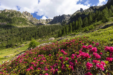 Blüte der Rhododendren in den Orobie-Alpen, Valgerola, Orobie-Alpen, Valtellina, Lombardei, Italien, Europa - RHPLF12259