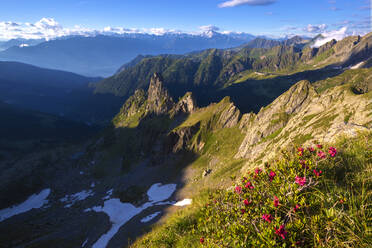 Blühende Rhododendren mit den Rätischen Alpen im Hintergrund, Valgerola, Orobie Alpen, Valtellina, Lombardei, Italien, Europa - RHPLF12260