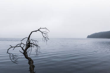 Branch at lake - JOHF00935