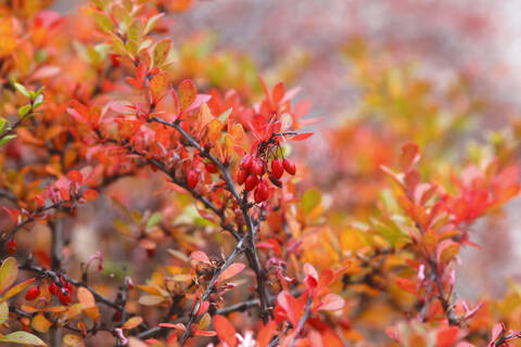 Nahaufnahme von Berberitzen, die im Herbst auf Pflanzen wachsen, lizenzfreies Stockfoto