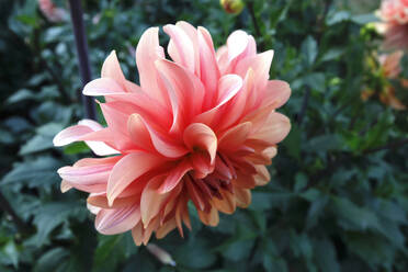 Close-up of peach dahlia growing in park - JTF01346