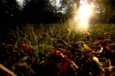 Nahaufnahme von Herbstblättern auf einer Wiese im Park bei Sonnenuntergang - JTF01348