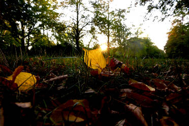 Nahaufnahme von Herbstblättern auf dem Land im Park bei Sonnenuntergang - JTF01349