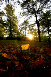 Nahaufnahme der Herbstblätter auf dem Land gegen Bäume im Park bei Sonnenuntergang - JTF01350