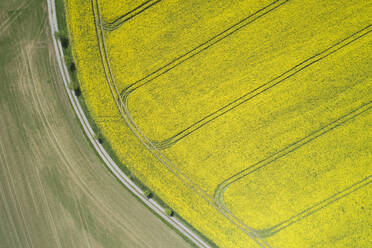 Germany, Thuringia, Schleiz, Aerial view of dirt road along vast rapeseed fields in spring - RUEF02317