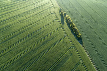 Deutschland, Mecklenburg-Vorpommern, Luftaufnahme eines unbefestigten Weges zwischen weiten grünen Weizenfeldern im Frühling - RUEF02321