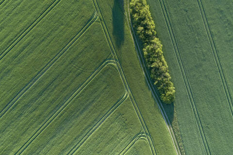 Deutschland, Mecklenburg-Vorpommern, Luftaufnahme eines unbefestigten Weges zwischen weiten grünen Weizenfeldern im Frühling, lizenzfreies Stockfoto