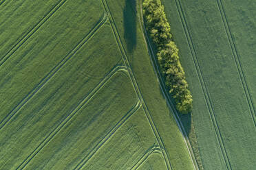 Deutschland, Mecklenburg-Vorpommern, Luftaufnahme eines unbefestigten Weges zwischen weiten grünen Weizenfeldern im Frühling - RUEF02322