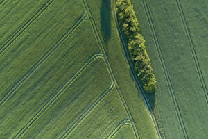 Deutschland, Mecklenburg-Vorpommern, Luftaufnahme eines unbefestigten Weges zwischen weiten grünen Weizenfeldern im Frühling - RUEF02322
