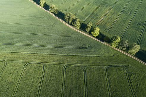 Germany, Mecklenburg-Western Pomerania, Aerial view of dirt road between green vast wheat fields in spring - RUEF02326