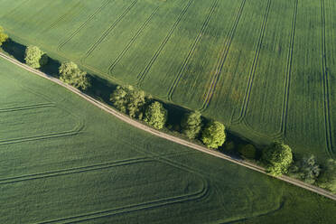 Germany, Mecklenburg-Western Pomerania, Aerial view of dirt road between green vast wheat fields in spring - RUEF02327