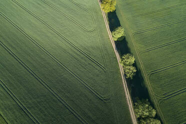 Germany, Mecklenburg-Western Pomerania, Aerial view of dirt road between green vast wheat fields in spring - RUEF02328