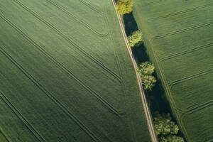 Deutschland, Mecklenburg-Vorpommern, Luftaufnahme eines unbefestigten Weges zwischen weiten grünen Weizenfeldern im Frühling - RUEF02328