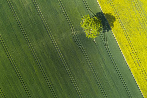 Deutschland, Mecklenburg-Vorpommern, Luftaufnahme eines einsamen Baums in einem großen Weizenfeld im Frühling, lizenzfreies Stockfoto