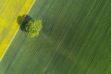 Deutschland, Mecklenburg-Vorpommern, Luftaufnahme eines einsamen Baums in einem großen Weizenfeld im Frühling - RUEF02332