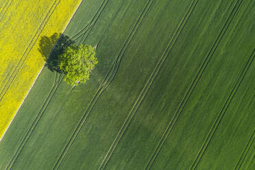 Germany, Mecklenburg-Western Pomerania, Aerial view of lone tree growing in vast wheat field in spring - RUEF02332