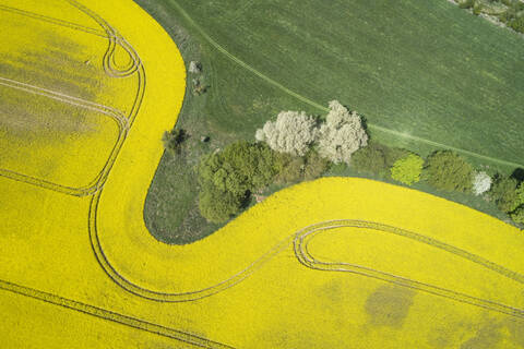 Germany, Mecklenburg-Western Pomerania, Aerial view of wheat and rapeseed fields in spring stock photo