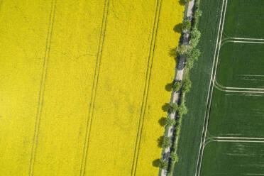 Germany, Mecklenburg-Western Pomerania, Aerial view of treelined dirt road through rapeseed and wheat fields in spring - RUEF02336