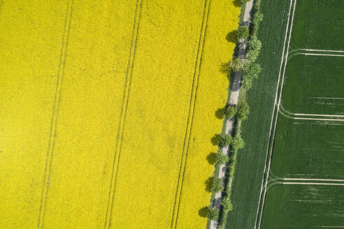 Deutschland, Mecklenburg-Vorpommern, Luftaufnahme eines mit Bäumen gesäumten Feldwegs durch Raps- und Weizenfelder im Frühling - RUEF02336