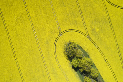 Deutschland, Mecklenburg-Vorpommern, Luftaufnahme eines großen Rapsfeldes im Frühjahr, lizenzfreies Stockfoto