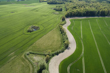 Germany, Mecklenburg-Western Pomerania, Aerial view of winding country road between vast wheat fields in spring - RUEF02341