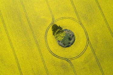 Germany, Mecklenburg-Western Pomerania, Aerial view of vast rapeseed field with lone tree growing in small green patch inside - RUEF02343