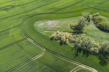 Deutschland, Mecklenburg-Vorpommern, Luftaufnahme von großen grünen Weizenfeldern im Frühling - RUEF02345