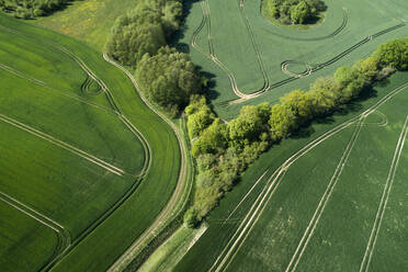 Deutschland, Mecklenburg-Vorpommern, Luftaufnahme von großen grünen Weizenfeldern im Frühling - RUEF02346