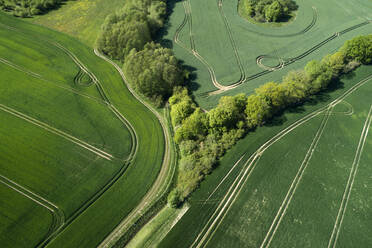 Germany, Mecklenburg-Western Pomerania, Aerial view of green vast wheat fields in spring - RUEF02346