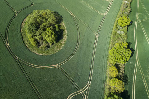 Deutschland, Mecklenburg-Vorpommern, Luftaufnahme von großen grünen Weizenfeldern im Frühling, lizenzfreies Stockfoto