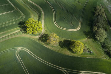 Deutschland, Mecklenburg-Vorpommern, Luftaufnahme von großen grünen Weizenfeldern im Frühling - RUEF02348