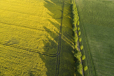 Germany, Mecklenburg-Western Pomerania, Aerial view of treelined country road between rapeseed and wheat fields in spring - RUEF02351