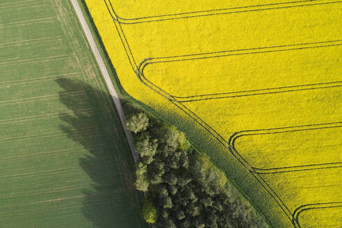 Deutschland, Bayern, Luftaufnahme eines Feldwegs zwischen Raps- und Weizenfeldern im Frühling - RUEF02353